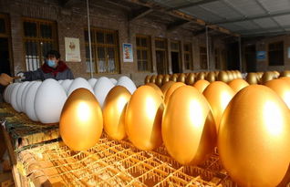 蒼溪興隆工藝品廠借力互聯(lián)網(wǎng)，年銷40萬枚金蛋創(chuàng)奇跡